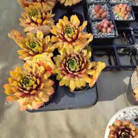 Přátelské posezení Holčinec s panem Janem Jeníčkem